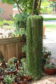 Pin On Hanging Plants