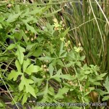 Image result for Kedrostis capensis