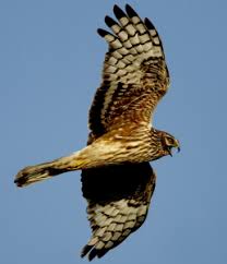 Wildlife Whatever The Weather Ireland S Wildlife British Wildlife Birds Of Prey Wildlife