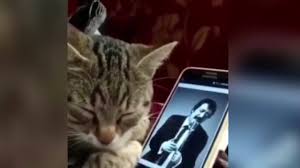 Mynet Muslum Gurses Dinleyen Kedinin Tepkisi Dikkat Cekti Facebook