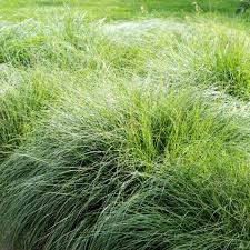 Image result for Sporobolus agrostoides