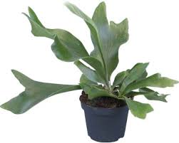 Image result for parožnatka Platycerium