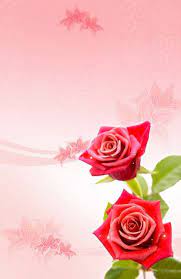 تحميل خلفية طوليه وردتين حمراء مفتوحه psd rose rose flower free psd