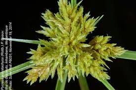 Image result for Pycreus polystachyos