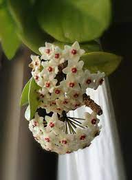Hoya Motoskei Hoya Plants Plant Fungus Trees To Plant