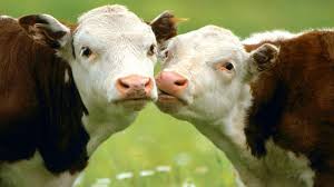 See more ideas about indie kids, indie, indie girl. Baby Cow Wallpapers Top Free Baby Cow Backgrounds Wallpaperaccess