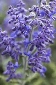 Image result for Perovskia atriplicifolia lacey blue lisslitt photo