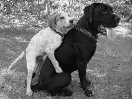 9 Reasons Why Male Female Dogs Hump Even If They Ve Been Fixed Iheartdogs Com Dog Facts Dogs Animal Facts