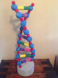dna high school project 2016 dna project dna model project high school project