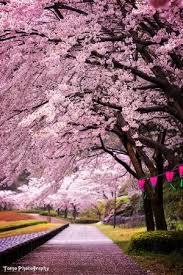 The Weather Is Too Bad In This Weekend Though Sakura Is In Full Bloom Nikon D7100 Sigma Apo 70 200mm Fureai Pa Beautiful Landscapes Beautiful Nature Scenery