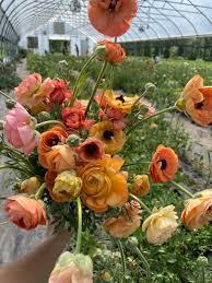 Image result for Ranunculus