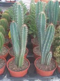Cereus repandus, peruvian apple cactus, giant club cactus, hedge cactus, cadushi, pitaya, kayush and night blooming cereus. Peruvian Apple Cactus Cereus Repandus Syn Cereus Peruvianus The Peruvian Apple Cactus Cylindrical Gray Gree Plant Identification Arizona Gardening Cactus