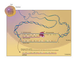 It has the ability to fold into complex three. Messenger Rna Mrna
