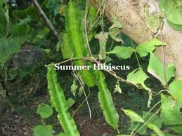 Image result for Psophocarpus grandiflorus