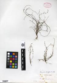 Image result for Crepidorhopalon parviflorus