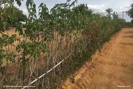 Boxwood plants are excellent choices for hedges and are often sculpted into fanciful shapes and mazes. Natural And Living Fences Thannal Mud Homes Trust