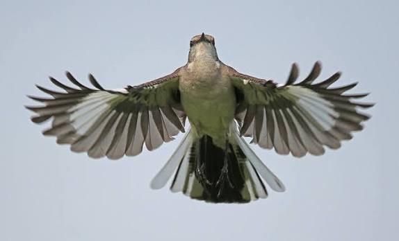 Bird of the Month: Northern Mockingbird — Northern Virginia Bird Alliance