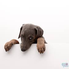 pin on petform