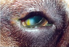 My sister's cat had the surgery. Entropion Northwest Animal Eye Specialists Kirkland Wa