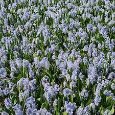 Image result for Bulbostylis pusilla