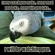 Bird Doesn T Care About Being Eaten Pin By Diana Freeman On Yoshi S Toys All Things Parrots African Grey Parrot Funny Parrots African Grey
