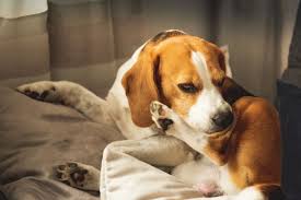 We did not find results for: Bacterial Fungal Skin Infections In Dogs Falls Road Animal Hospital Baltimore