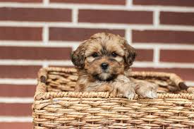 We did not find results for: Trained Puppies For Sale Ontario References Pupkits