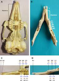 Anatomy, Physiology and Non-dental Disorders of the Mouth of Pet Rabbits -  Veterinary Clinics: Exotic Animal Practice