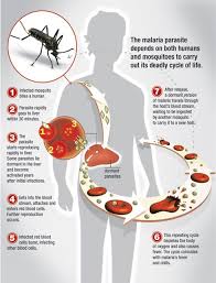 When the malaria parasite enters a person's body, it travels to the liver, where it multiplies and matures. Science Primer Winning The War On Malaria Exploreable