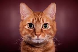 Symmetrical Sophistication By Coltography On Deviantart Pretty Cats Cat Portraits Cute Cats