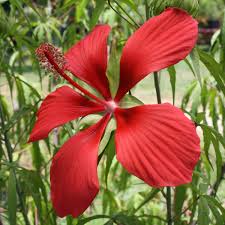 Image result for Hibiscus Red 2017 Vito
