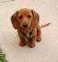 PuppyFind | Miniature Dachshund Puppies for Sale