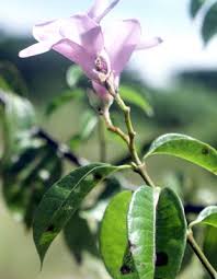 Image result for Craibia grandiflora