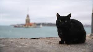 Dunya Kara Kedi Gunu Ne Zaman Iste Tarih Bilgisi Son Dakika Haberler