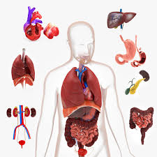 Image result for internal organs