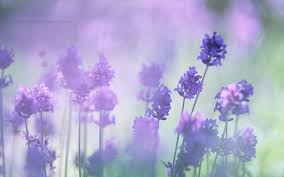 545 mobile walls 6 art 123 images 147 avatars 199 covers. Free Download Beautiful Wallpapers For Desktop Purple Flowers Hd Wallpapers 1600x1000 For Your Desktop Mobile Tablet Explore 61 Purple Flower Backgrounds Purple Flower Background Purple Flower Wallpaper Purple Flower Wallpapers