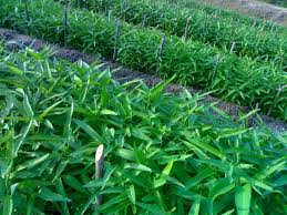 Berbicara tentang lahan untuk menanam kacang, ada beberapa hal yang perlu diingat. Penanaman Sayur Sayuran Secara Konvensional Myagri Com Mymyagri Com My