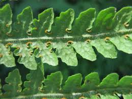 Image result for Blotiella bouxiniana