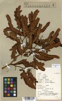 Image result for Brachystegia utilis