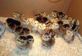 Blue ameraucana fancy chickens, chickens and roosters, pet chickens,. Ameraucana Chickens Sercadia