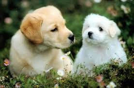 Latest Project Kleurplaten Dieren Puppy Puppies Honden Tekeningen Hond Tekeningen Honden Dieren