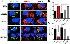 The profiler in xdebug outputs profiling information in the form of a cachegrind compatible file. Novel Role Of Mir 29a In Pancreatic Cancer Autophagy And Its Therapeutic Potential Oncotarget