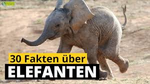 Referat elefant bilderzum ausmalen : Referat Elefant Bilderzum Ausmalen Bilder Zum Ausmalen Jedes Ausmalbild Und Kostenlose Malvorlagen Gratis Online Downloaden Aruku Wallpaper