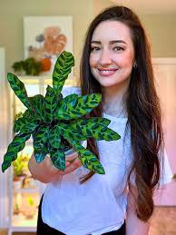 Image result for calathea