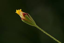 Image result for Schkuhria pinnata