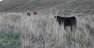 Livestock Emissions Livestock Science And Nature Climates