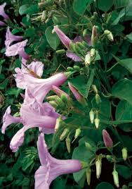 Image result for Ipomoea adenioides