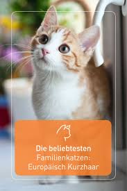 0 bis 10 tage katzenbabys kommen blind zu welt, ihre augen sind noch fest geschlossen us 1 jahr ausnahmen bestätigen die regel. Die Beliebtesten Familienkatzen Europaisch Kurzhaar Katzen Europaisch Kurzhaar Hauskatze
