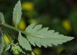 Image result for Calceolaria tripartita