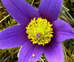 We did not find results for: 73 Flowers That Start With P Pictures And Growing Facts